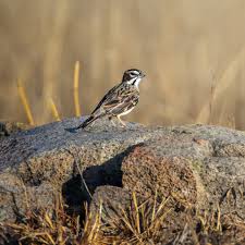 Image result for Chondestes grammacus