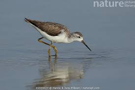 Attēlu rezultāti vaicājumam “Tringa stagnatilis”