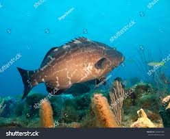 Image result for Mycteroperca bonaci