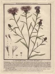 Attēlu rezultāti vaicājumam “Centaurea jacea”