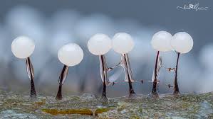 Attēlu rezultāti vaicājumam “Craterium aureonucleatum”