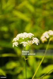 Attēlu rezultāti vaicājumam “Pimpinella major flower”