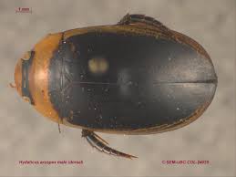 Attēlu rezultāti vaicājumam “Hydaticus transversalis”