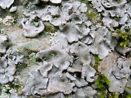 Attēlu rezultāti vaicājumam “Dermatocarpon miniatum”