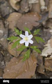 Attēlu rezultāti vaicājumam “Anemone nemorosa leaf”