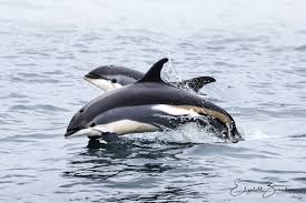 Image result for Leucopleurus acutus