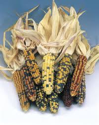 Attēlu rezultāti vaicājumam “Zea mays”