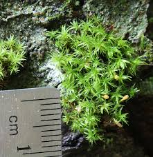 Attēlu rezultāti vaicājumam “Ulota crispa sporophyte”