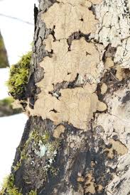 Attēlu rezultāti vaicājumam “Cystostereum murrayi”