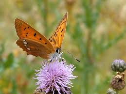 Attēlu rezultāti vaicājumam “Lycaena virgaureae female”