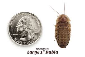 Attēlu rezultāti vaicājumam “Badhamia dubia”