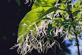 Attēlu rezultāti vaicājumam “Chionanthus virginicus”