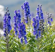Attēlu rezultāti vaicājumam “Aconitum napellus”