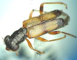 Attēlu rezultāti vaicājumam “Cleridae”