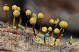 Attēlu rezultāti vaicājumam “Cribraria purpurea macro”