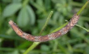 Attēlu rezultāti vaicājumam “Scopula floslactata imago”