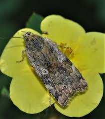 Attēlu rezultāti vaicājumam “Cryptocala chardinyi”