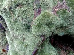 Attēlu rezultāti vaicājumam “Leucobryum juniperoideum”