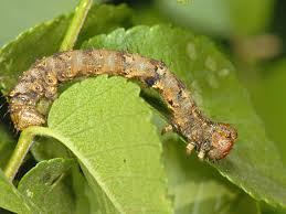 Attēlu rezultāti vaicājumam “Phigalia pilosaria”