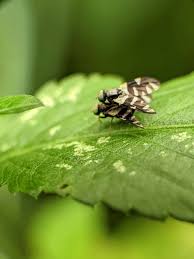 Attēlu rezultāti vaicājumam “Choerades sp.”