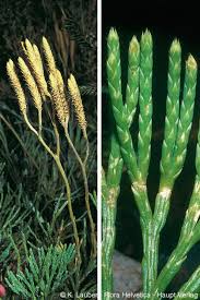 Attēlu rezultāti vaicājumam “Diphasiastrum tristachyum”