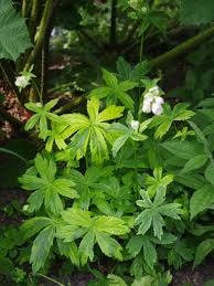 Attēlu rezultāti vaicājumam “Astrantia major leaf”