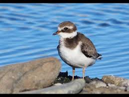 Attēlu rezultāti vaicājumam “Charadrius hiaticula adult”