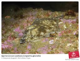 Image result for Liopsetta glacialis