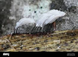 Attēlu rezultāti vaicājumam “Stemonitis herbatica macro”