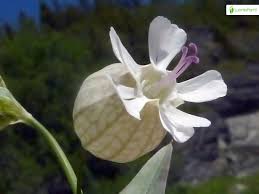 Attēlu rezultāti vaicājumam “Silene vulgaris leaf”