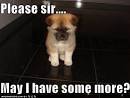 Please sir - Loldogs, Dogs 'n' Puppy Dog Pictures - I Has A Hotdog!