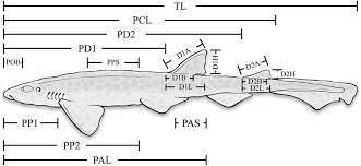 Image result for Scyliorhinus canicula