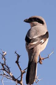 Attēlu rezultāti vaicājumam “Lanius excubitor adult”