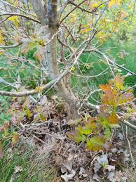 Attēlu rezultāti vaicājumam “Quercus robur bud”