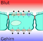 File:Efflux 01.png - Wikimedia Commons