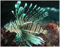 Image result for Pterois miles