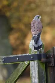 Attēlu rezultāti vaicājumam “Falco tinnunculus adult”