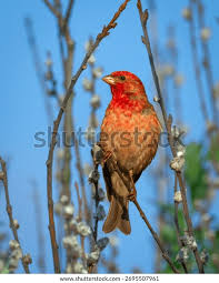 Attēlu rezultāti vaicājumam “Carpodacus erythrinus”