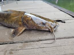 Image result for Pylodictis olivaris