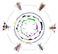 Attēlu rezultāti vaicājumam “Tabanidae”
