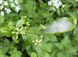 Attēlu rezultāti vaicājumam “Yponomeuta malinellus / cagnagella imago”