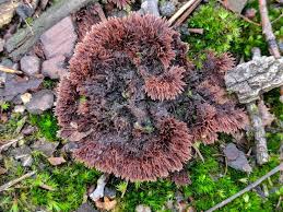 Attēlu rezultāti vaicājumam “Thelephora terrestris”