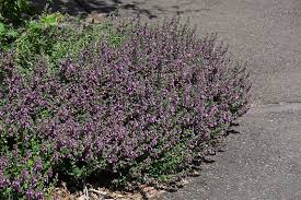 Attēlu rezultāti vaicājumam “Diderma tigrinum stalked”