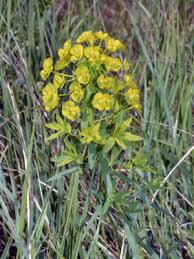 Attēlu rezultāti vaicājumam “Euphorbia virgata flower”