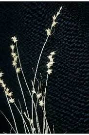 Attēlu rezultāti vaicājumam “Carex echinata”