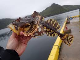 Image result for Myoxocephalus octodecemspinosus