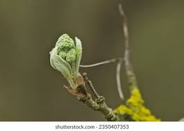 Attēlu rezultāti vaicājumam “Sorbus aucuparia bud”