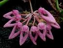 Shop Orchids Online - Beautiful Flowers and Gifts - Fast Shipping!