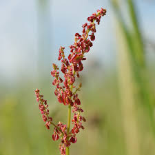 Attēlu rezultāti vaicājumam “Rumex acetosa flower”