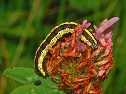 Attēlu rezultāti vaicājumam “Cucullia lucifuga”